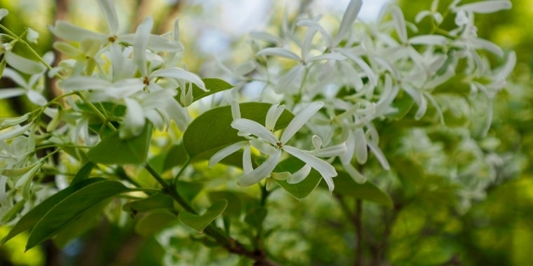 大本名古屋分苑たより令和3年5月号