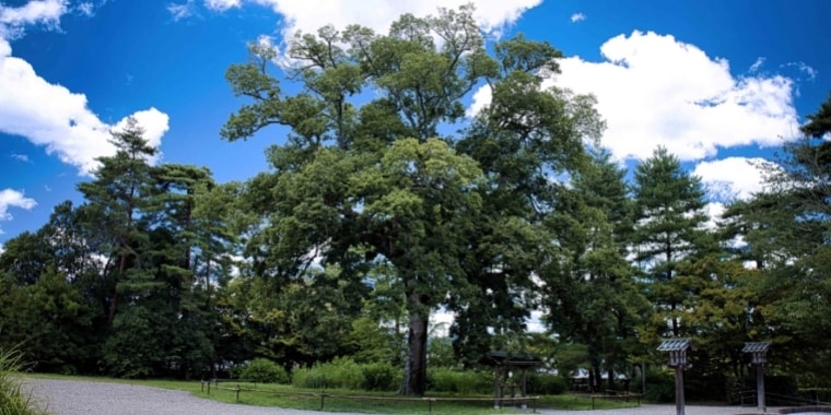大本聖地御神木榎
