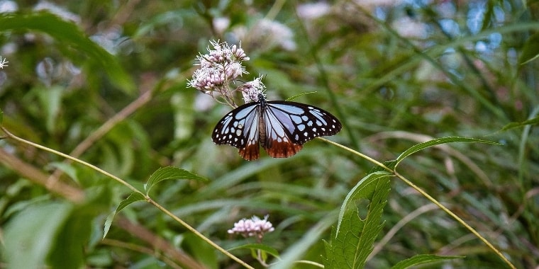 大本三河本苑だより令和3年10月号