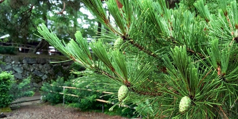 「お土とお松の偉大な効用「潰瘍性大腸炎」が完治」