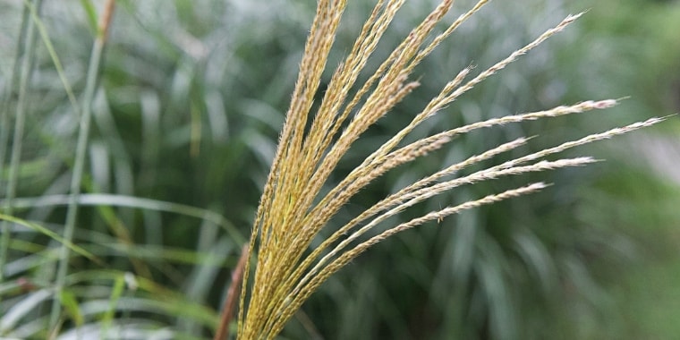 大本名古屋分苑たより令和3年10月号