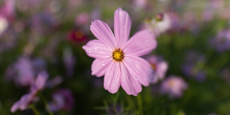 祝詞奏上でいただいた野の花の美しさに気づける心