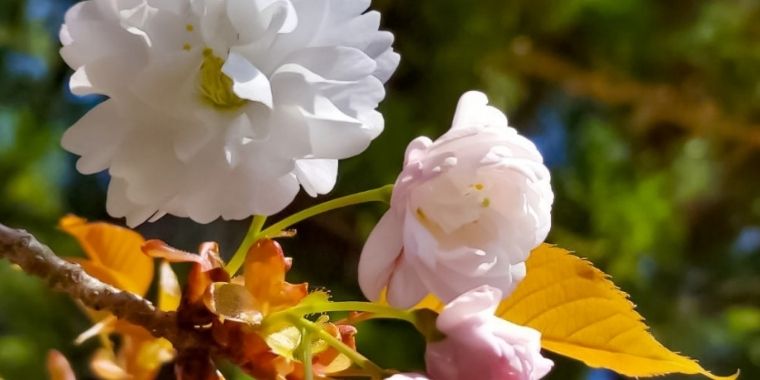 令和4年度皆神山このはなざくら開花報告