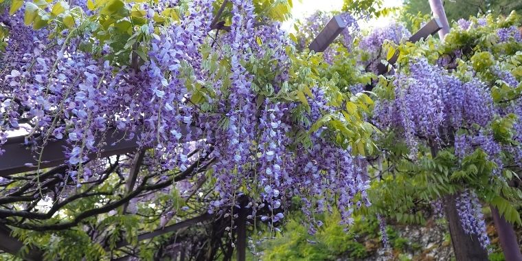 「私が見た夢」