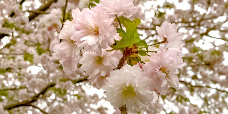 三重主会員弁支部活動報告「このはなざくら祭典」