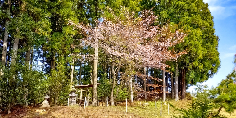 皆神山このはな桜