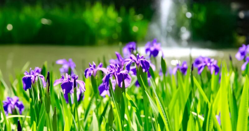 亀岡天恩郷菖蒲