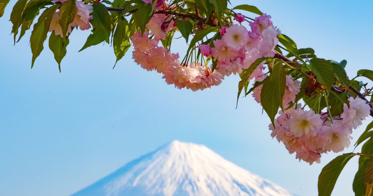 静岡分苑春季大祭このはなざくら観桜茶会