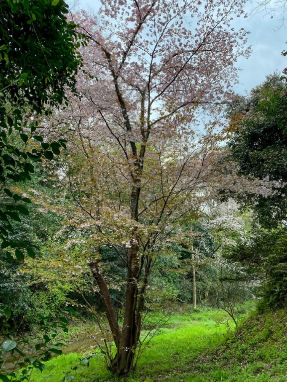 このはなざくらの原木