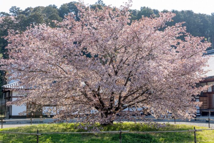長生殿のこのはなざくら