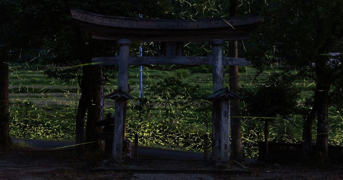 夜の鳥居と蛍