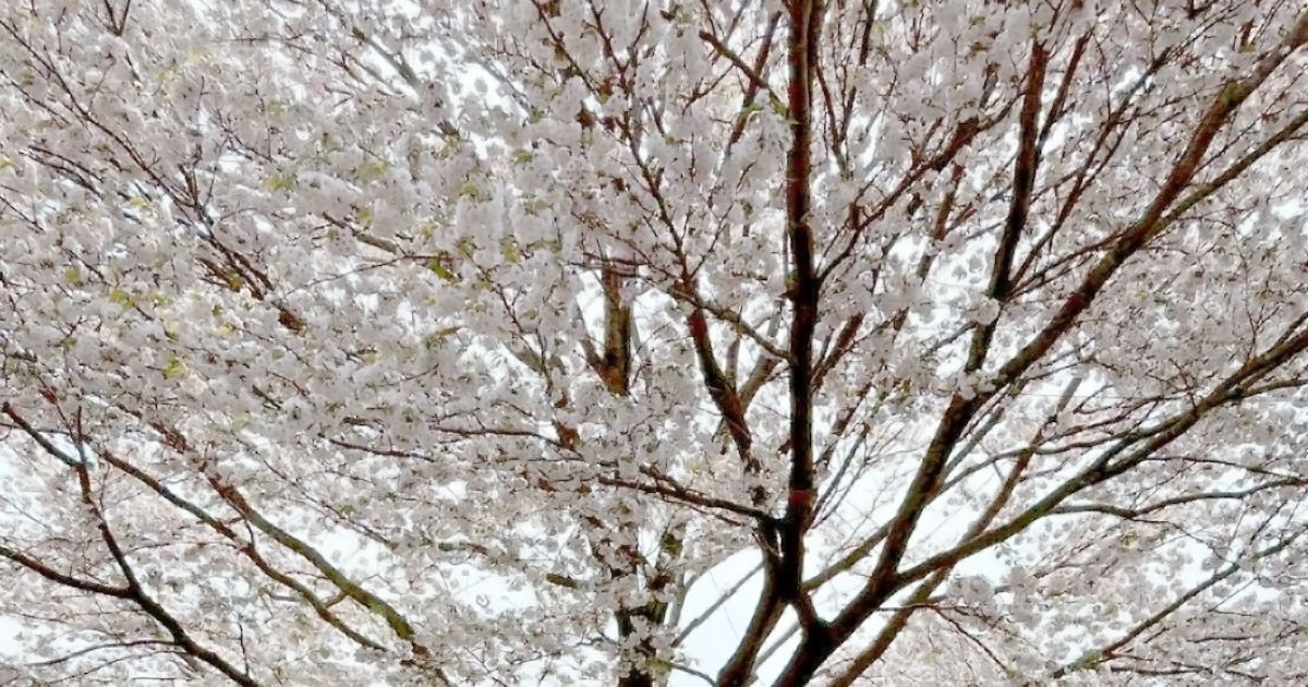 三重主会員弁支部活動報告「このはなざくら世界平和祈願祭」