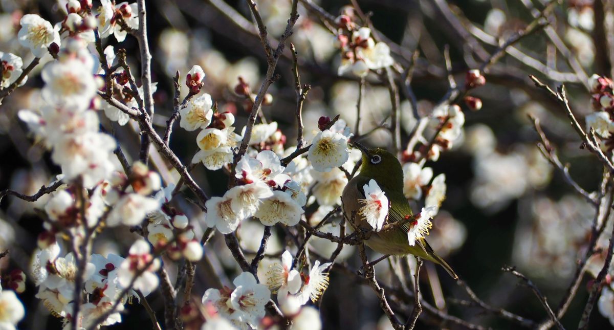 「信仰は梅の花にならうべし」